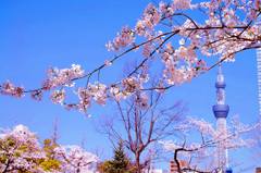 桜と東京スカイツリー