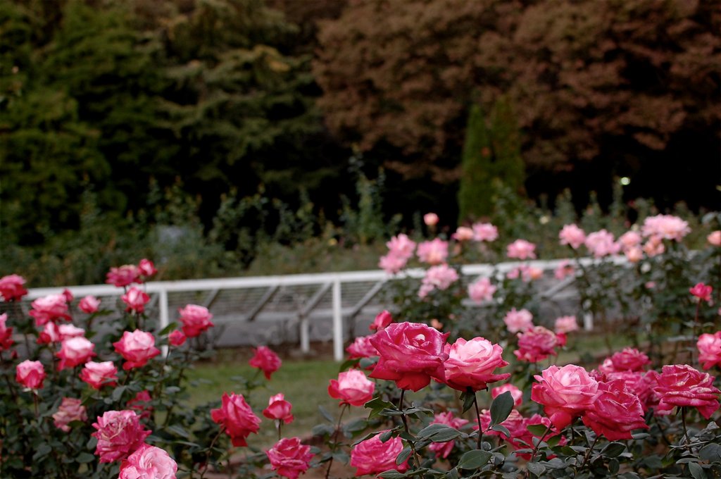 代々木公園の薔薇