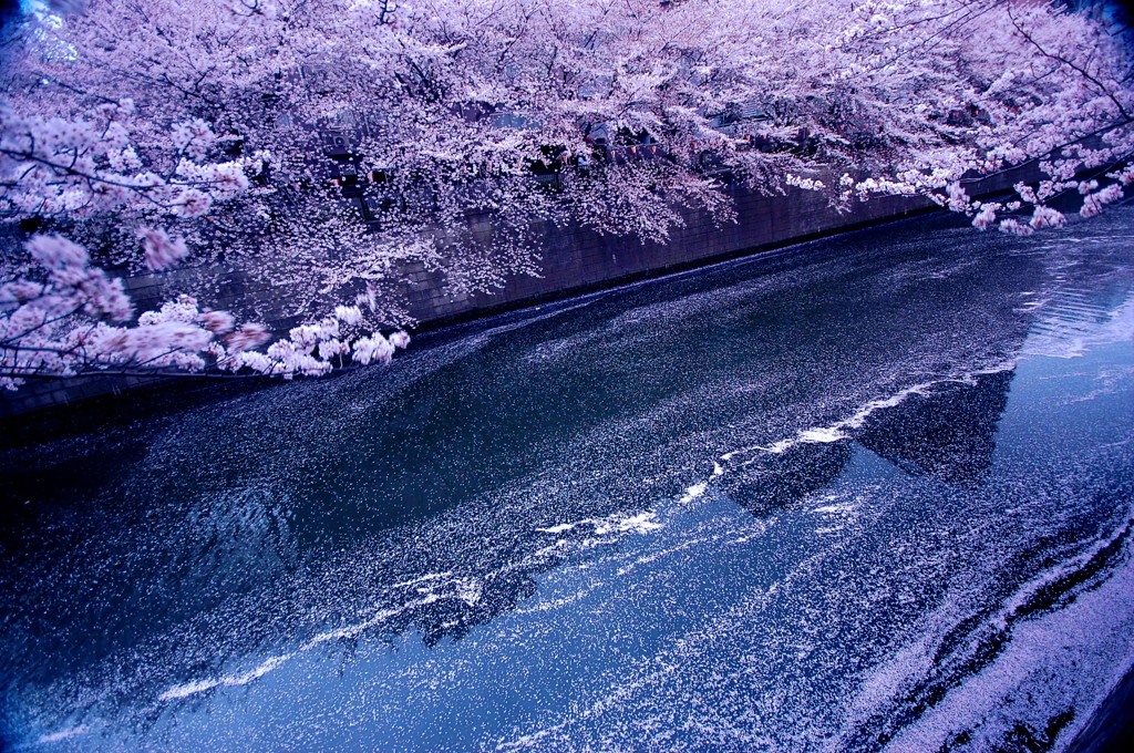 流れる桜