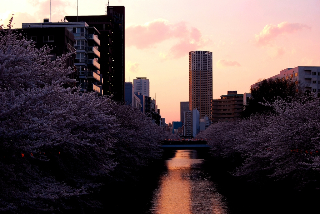 目黒川夕暮れ