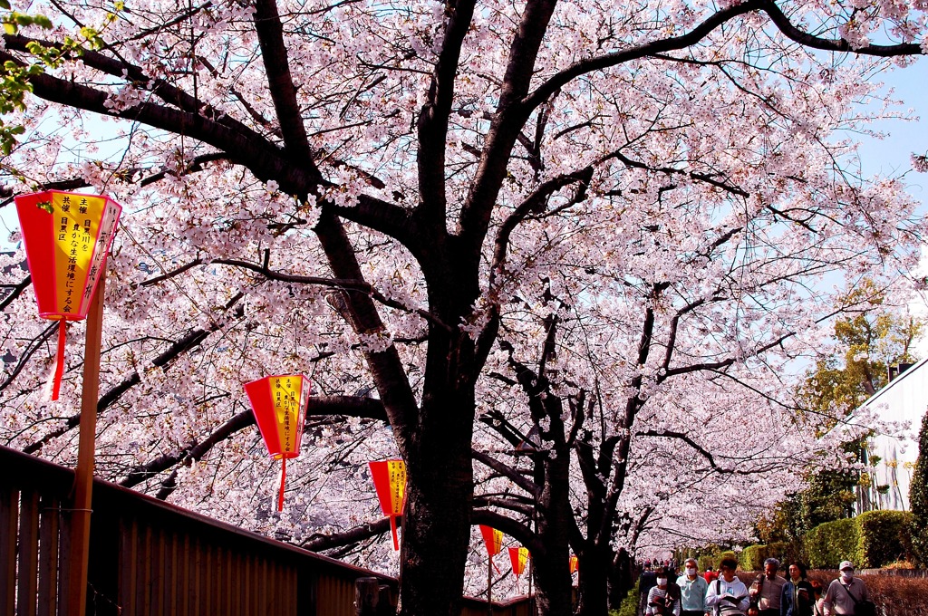 お花見