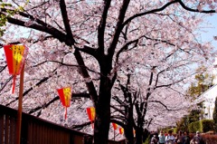 お花見