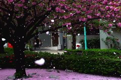 八重桜