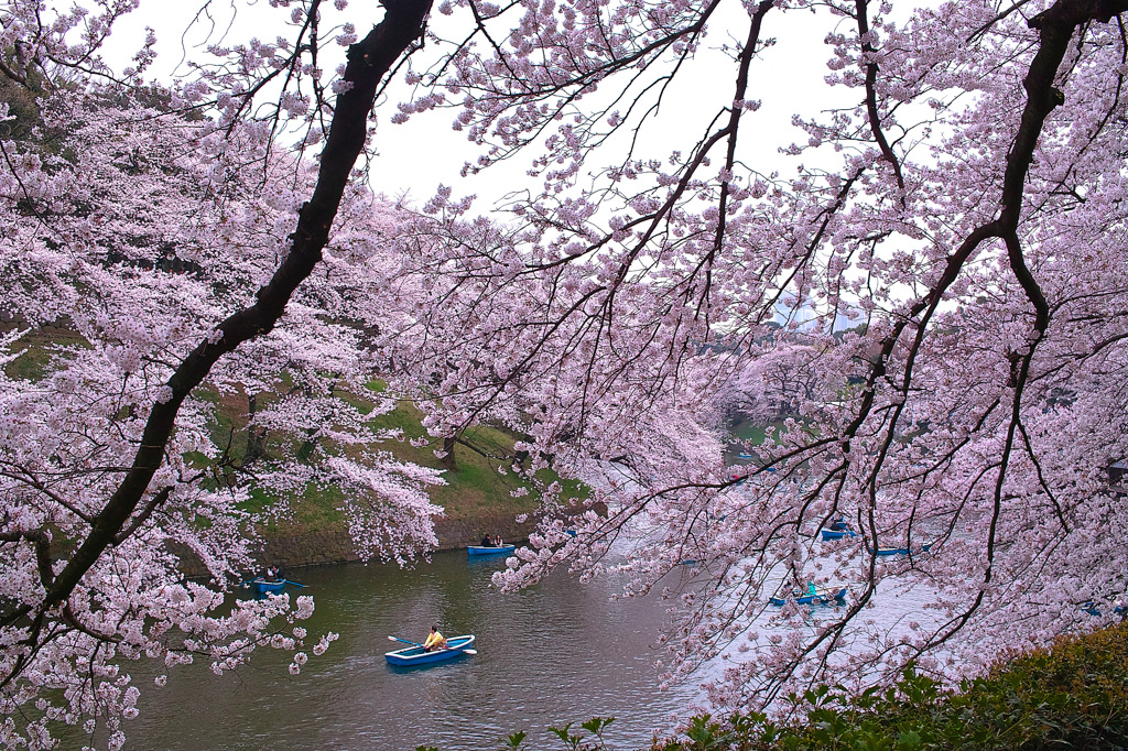 桜とボート