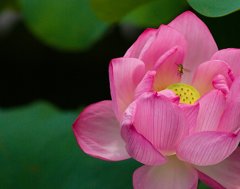 蜂