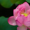 蜂