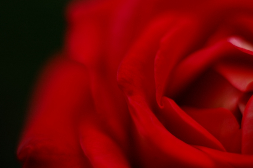 薔薇