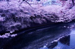 散りはじめ