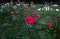 秋の代々木公園で