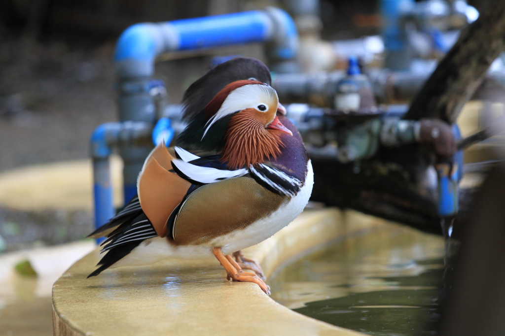 水辺のオシドリ