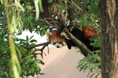 木登りレッサーパンダ