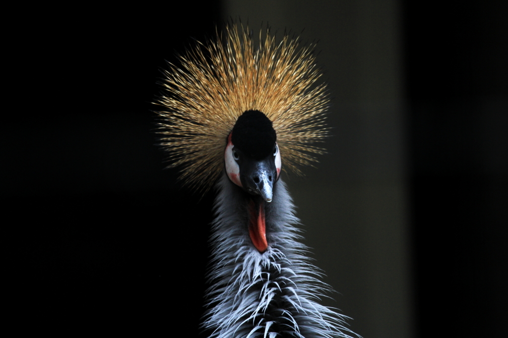 ホオジロカンムリヅル