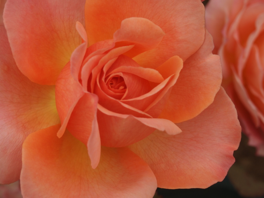 rose*