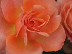 rose*