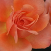 rose*