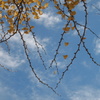 銀杏と秋空