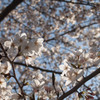 sakura