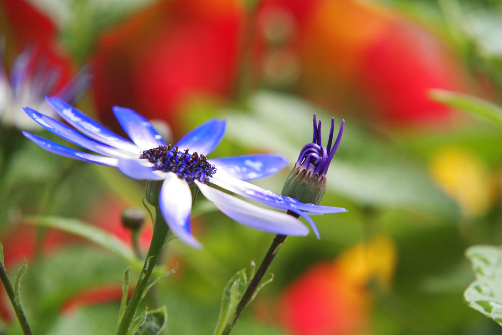 colorful flower 
