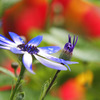 colorful flower 