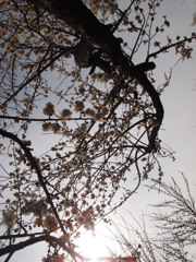 梅*