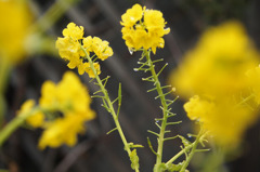 菜の花