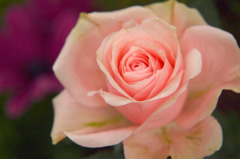 rose
