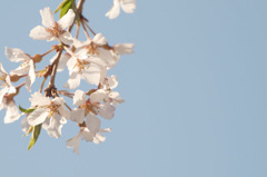sakura