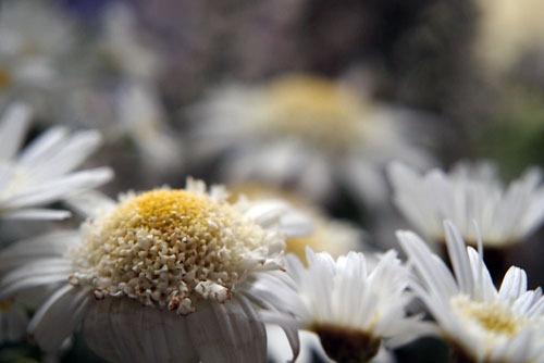 flower*