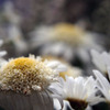 flower*