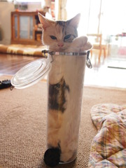 ねこつぼ