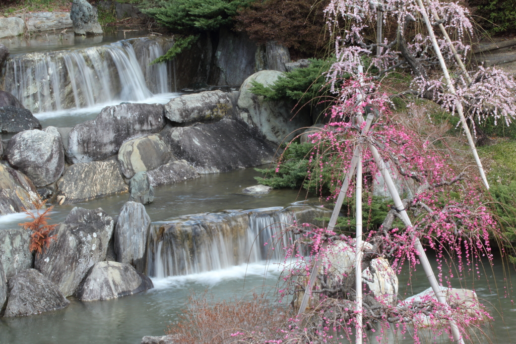 水辺のしだれ梅