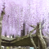 長藤幻想