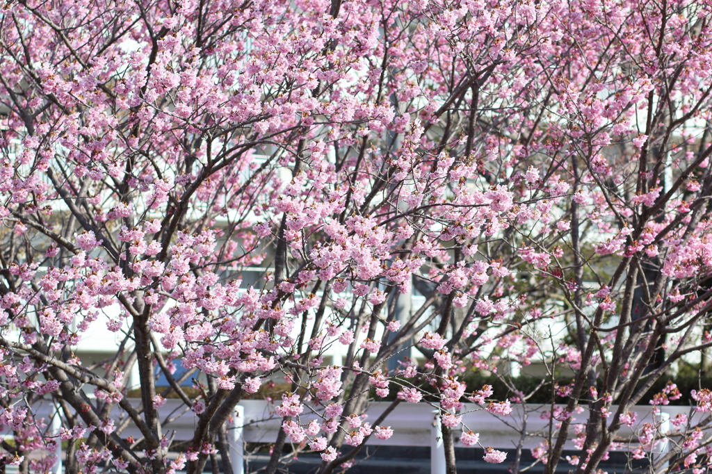 桜　陽光