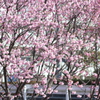 桜　陽光