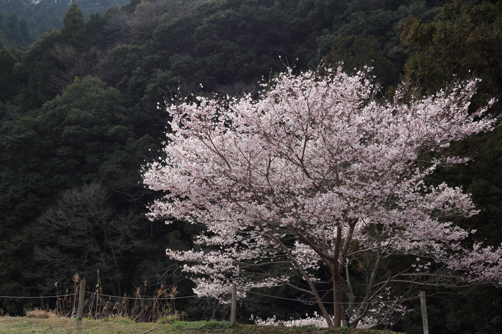 山間の桜