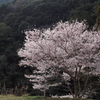 山間の桜