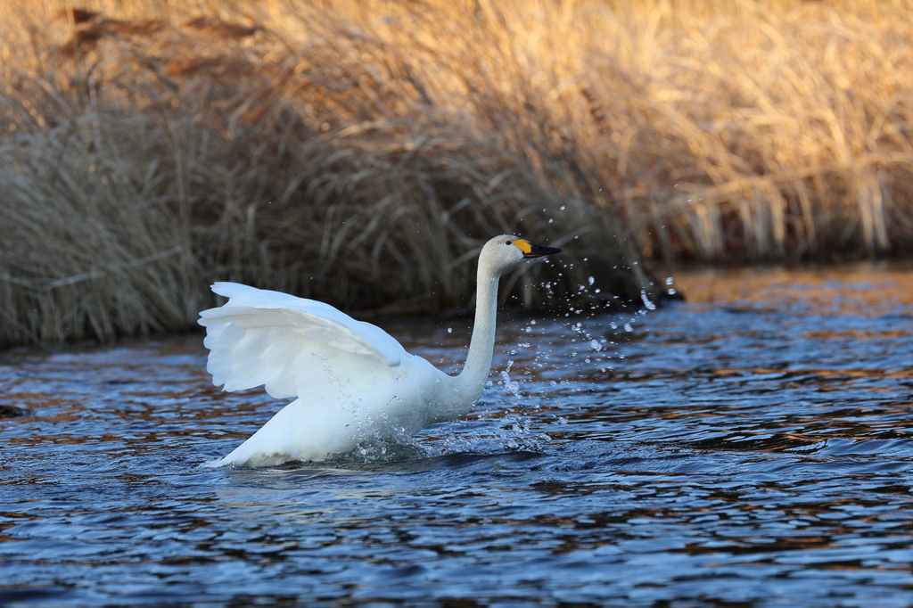 白鳥の水浴び