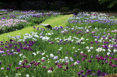 はままつフラワーパークの花菖蒲園