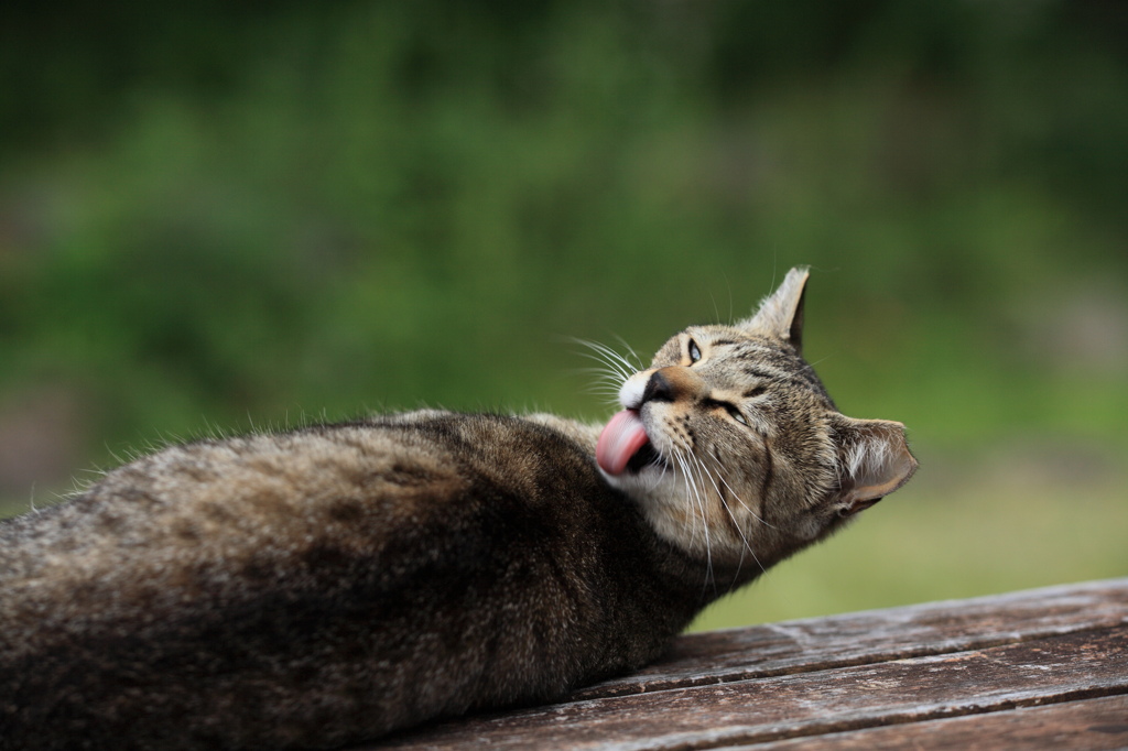 変顔する猫