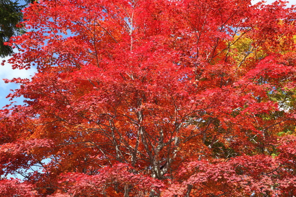 横谷観音展望台の紅葉