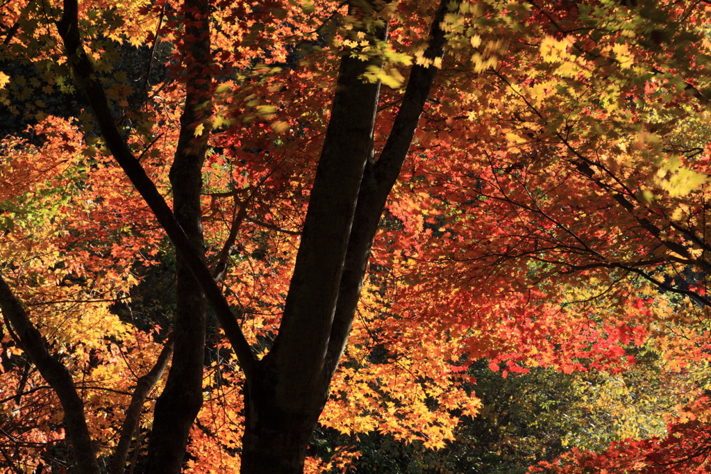 横谷温泉近くの紅葉