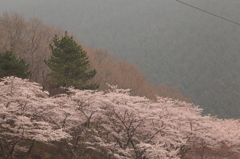 霧の中の桜
