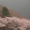 霧の中の桜