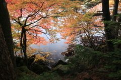 木道から見下ろした白駒池の水面