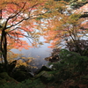 木道から見下ろした白駒池の水面