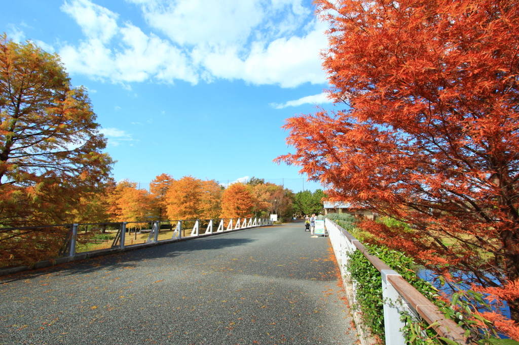 紅葉
