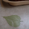 Green Leaf
