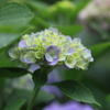 紫陽花