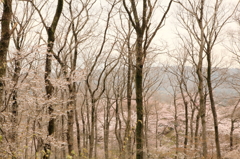 富士霊園の雑木林