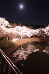 浜松フラワーパークの夜桜